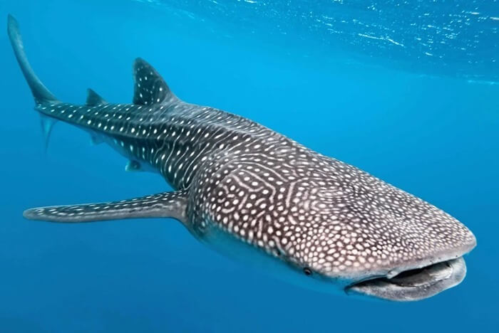 Grand requin baleine