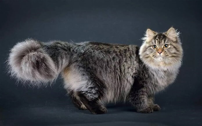 Chat sibérien