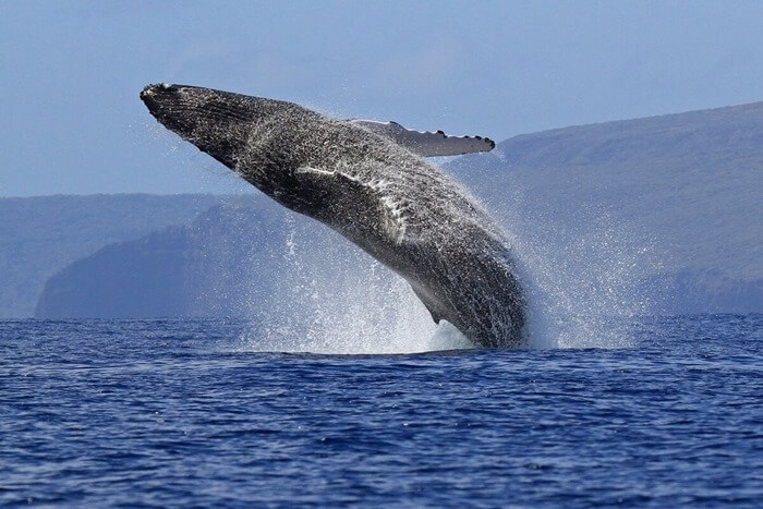 Baleine bleue