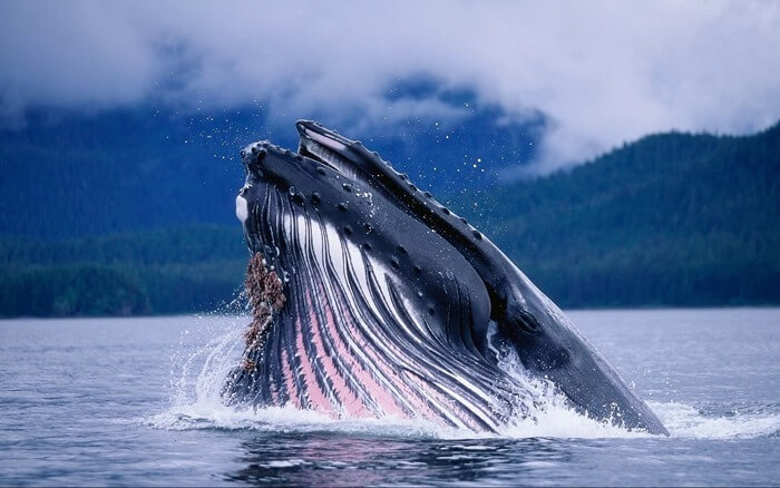 Le plus grand animal du monde - la baleine bleue