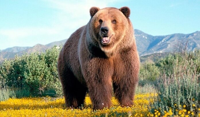 ours brun