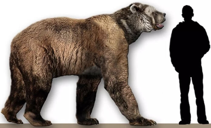 Arctodus simus est l'ours le plus grand, le plus grand et le plus lourd de l'histoire