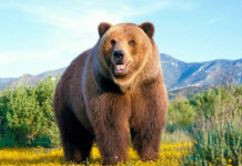 Ours