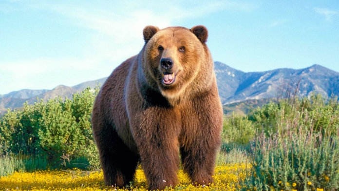 Ours