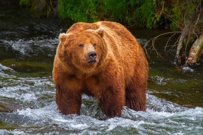 Ursus arctos horribilis