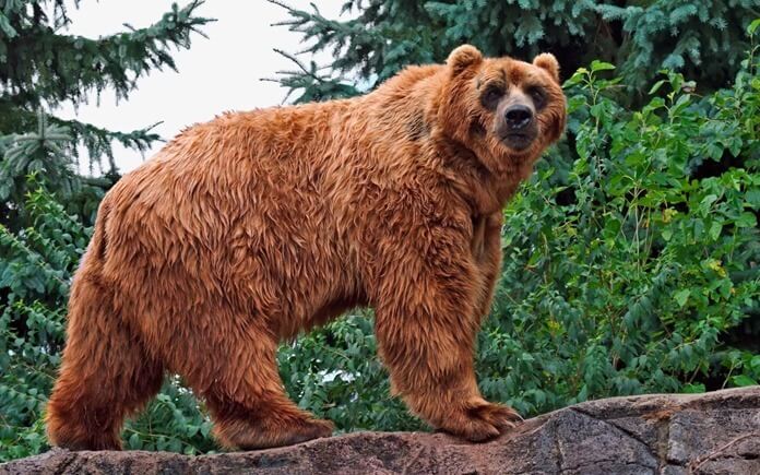 Kodiak