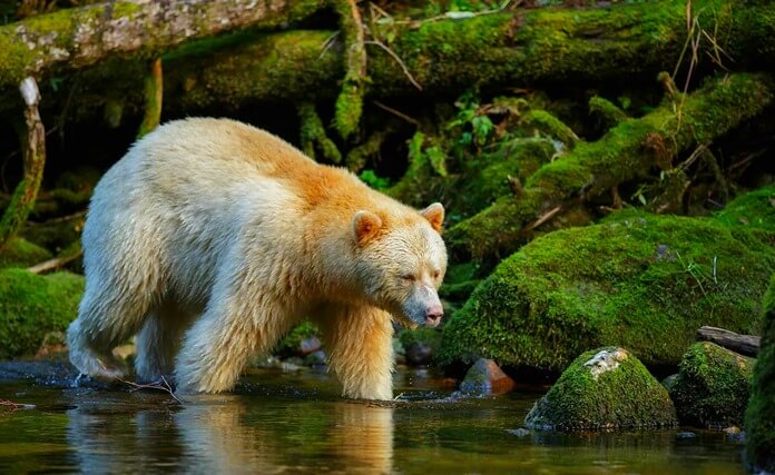 Ours de Kermode