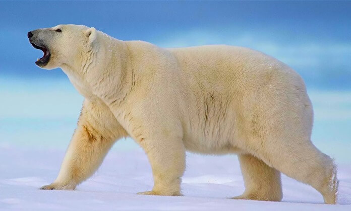 Ours polaire blanc - le plus grand du monde