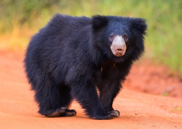 Ours paresseux