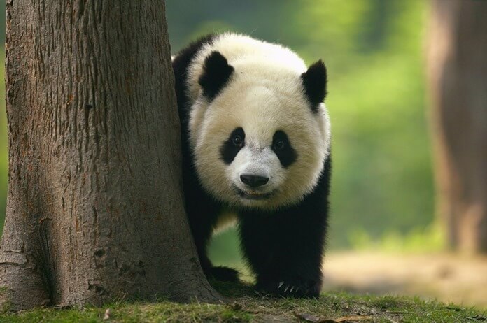 Gros panda