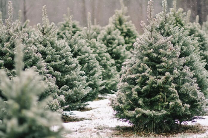 Un sapin de Noël vivant est la meilleure idée cadeau pour la nouvelle année