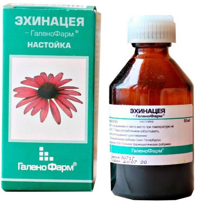 Échinacée