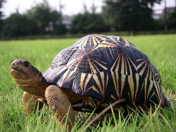 Tortue étoilée