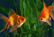 Poisson rouge