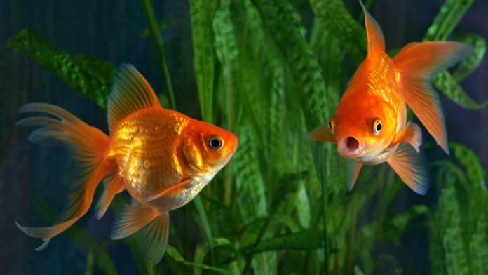 Poisson rouge