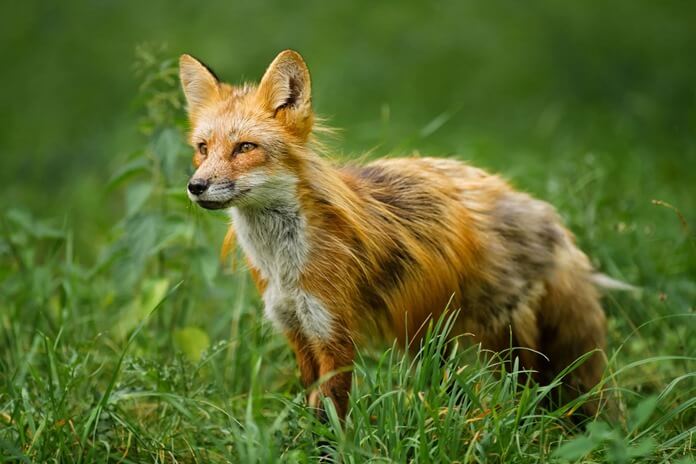 Renard