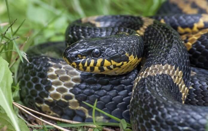 Serpent de l'amour