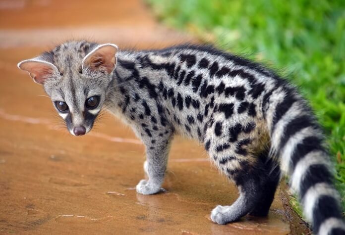 Genet