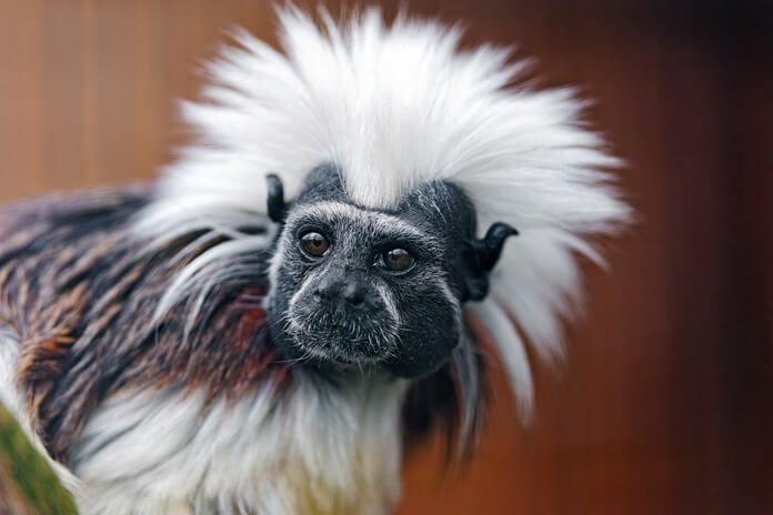 Tamarin