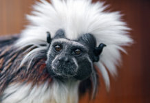 Animaux exotiques
