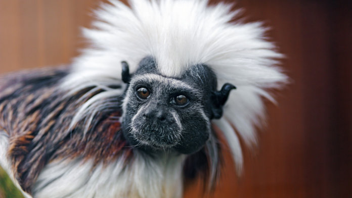 Animaux exotiques
