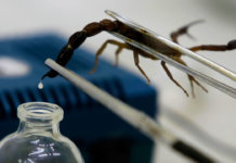 Venin de scorpion
