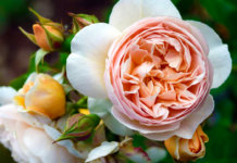 Rose Juliette