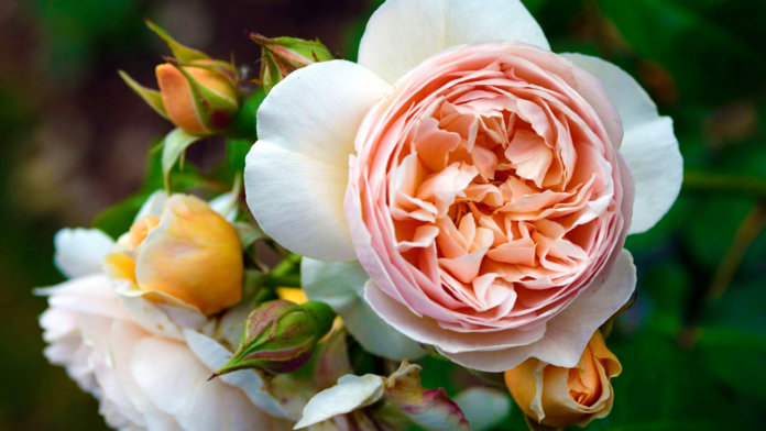 Rose Juliette