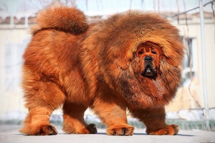 Le Mastiff tibétain est la plus grande race de garde Le Mastiff tibétain est la plus grande race de garde