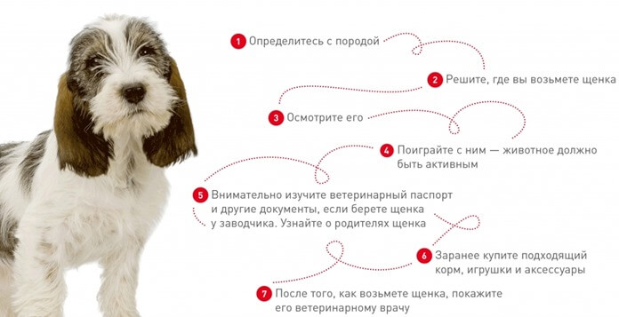 Comment choisir un chiot de race de garde Comment choisir un chiot de race de garde