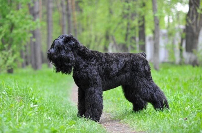 Terrier russe noir Terrier russe noir