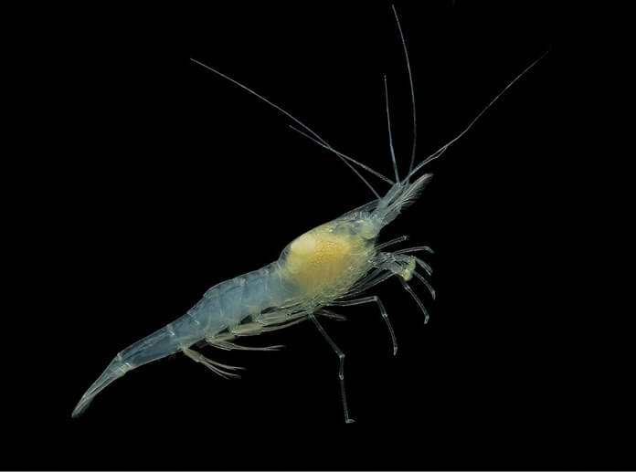 Crevettes troglobites sans yeux Crevettes troglobites sans yeux