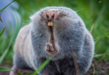 Top 10 des animaux aveugles qui se passent de vue Môle