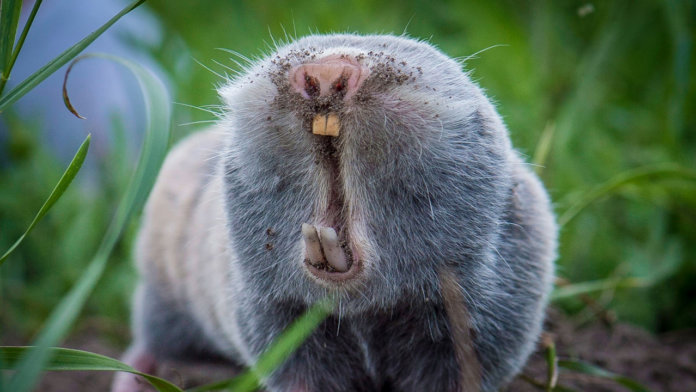 Môle