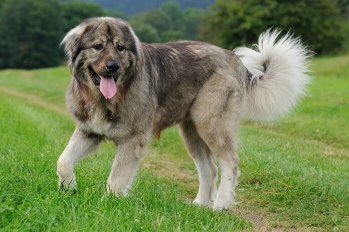 Le berger du Caucase est la meilleure race de chien de garde Le berger du Caucase est la meilleure race de chien de garde